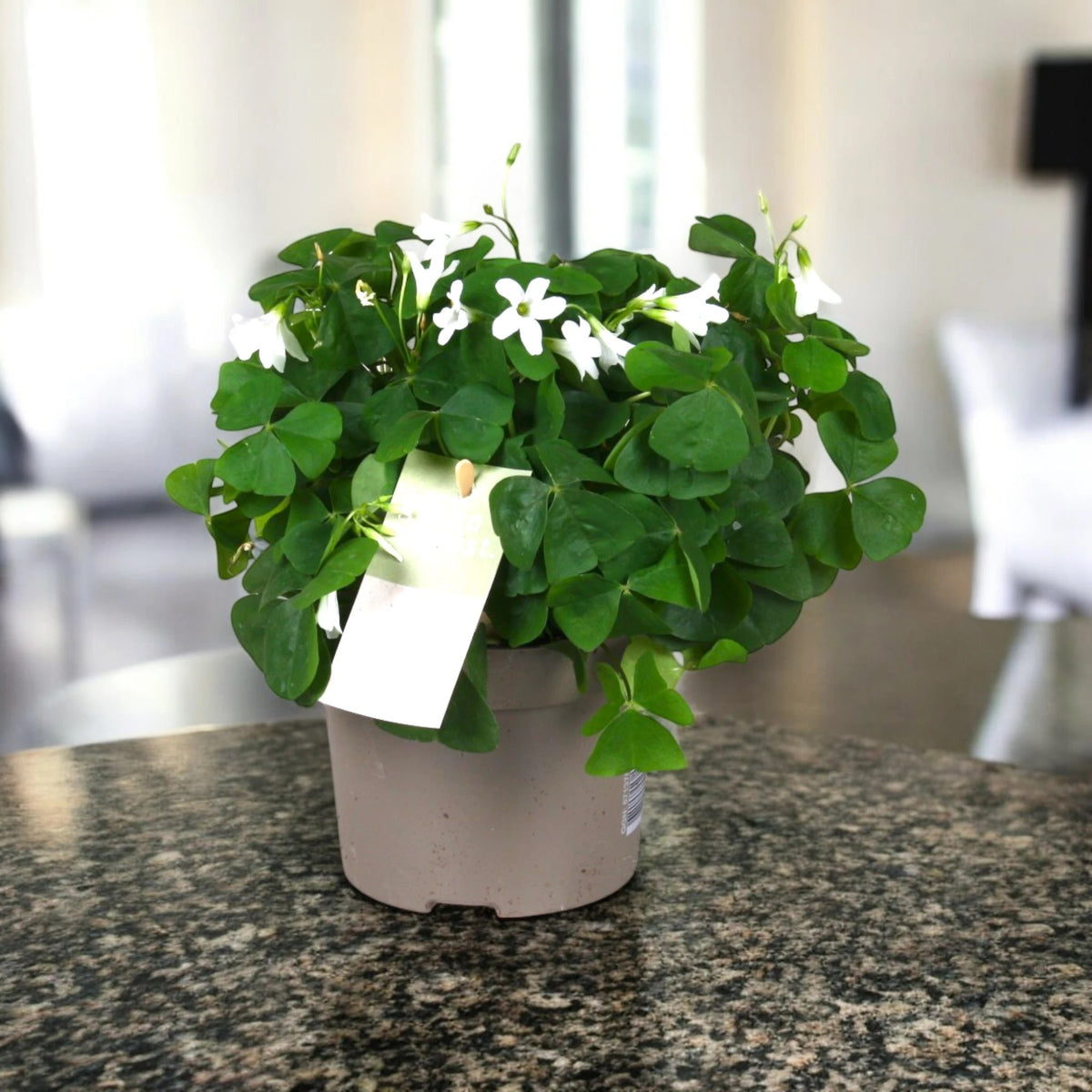 Oxalis triangularis papilionacea
