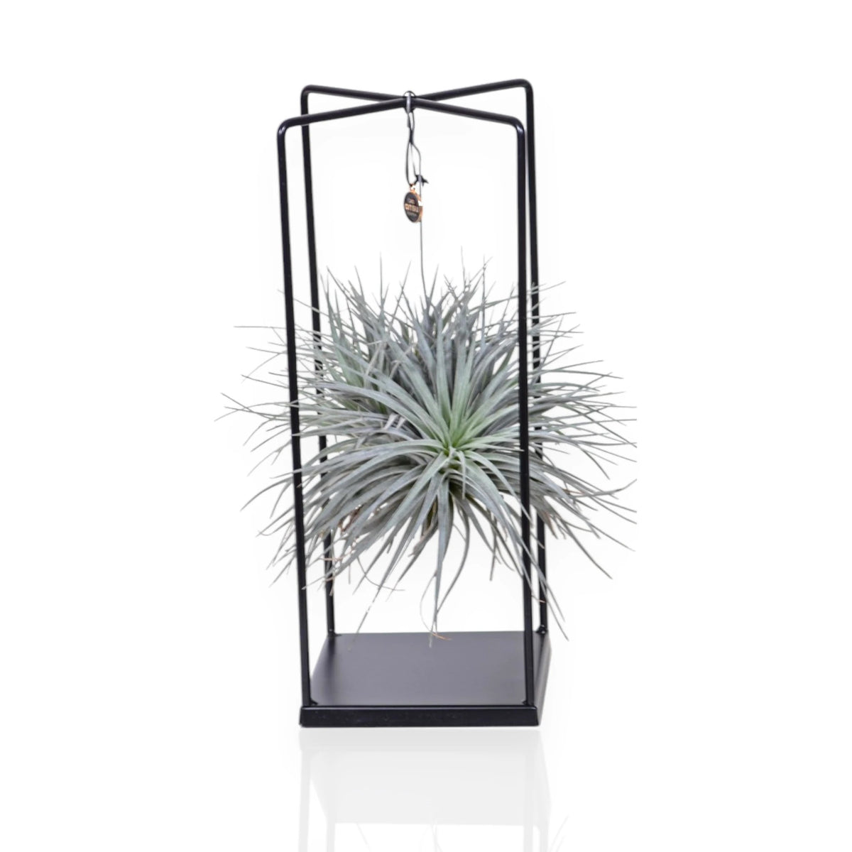 Tillandsia Cube, pianta dell'aria dalla forma geometrica compatta con foglie grigio-verdi in rosetta