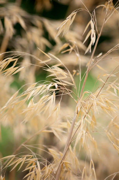 Stipa gigantea