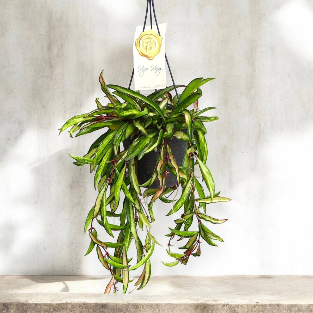 Dettaglio foglie allungate Hoya wayetii Tricolor variegatura rosa crema verde