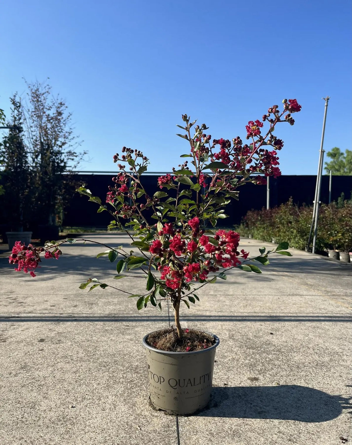 Dettaglio fiori rosso intenso con petali increspati di Lagerstroemia Red Imperator