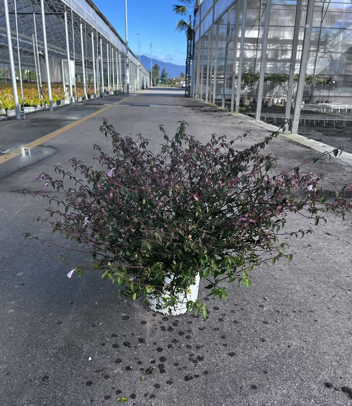 Dettaglio fiori bianchi profumati e fogliame verde lucido di Abelia grandiflora Pinky Bells