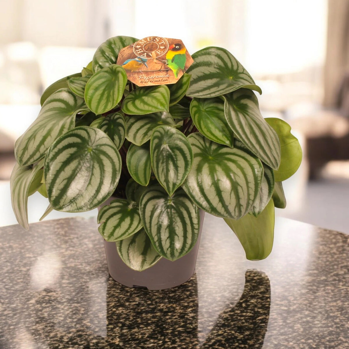Peperomia argyreia