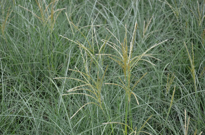 Miscanthus sinensis 'Adagio'