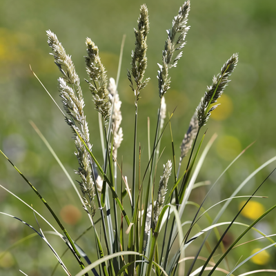 Sesleria heufleriana