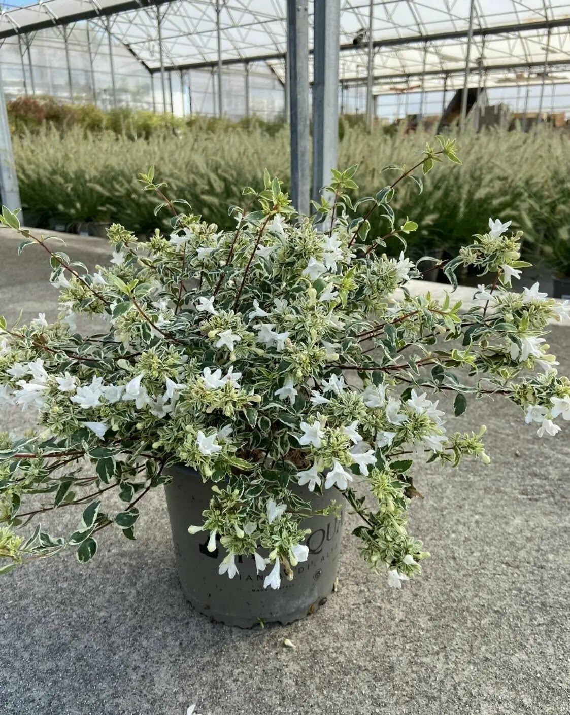 Dettaglio foglie variegate cream-argento e fiori bianchi profumati di Abelia Sparkling Silver