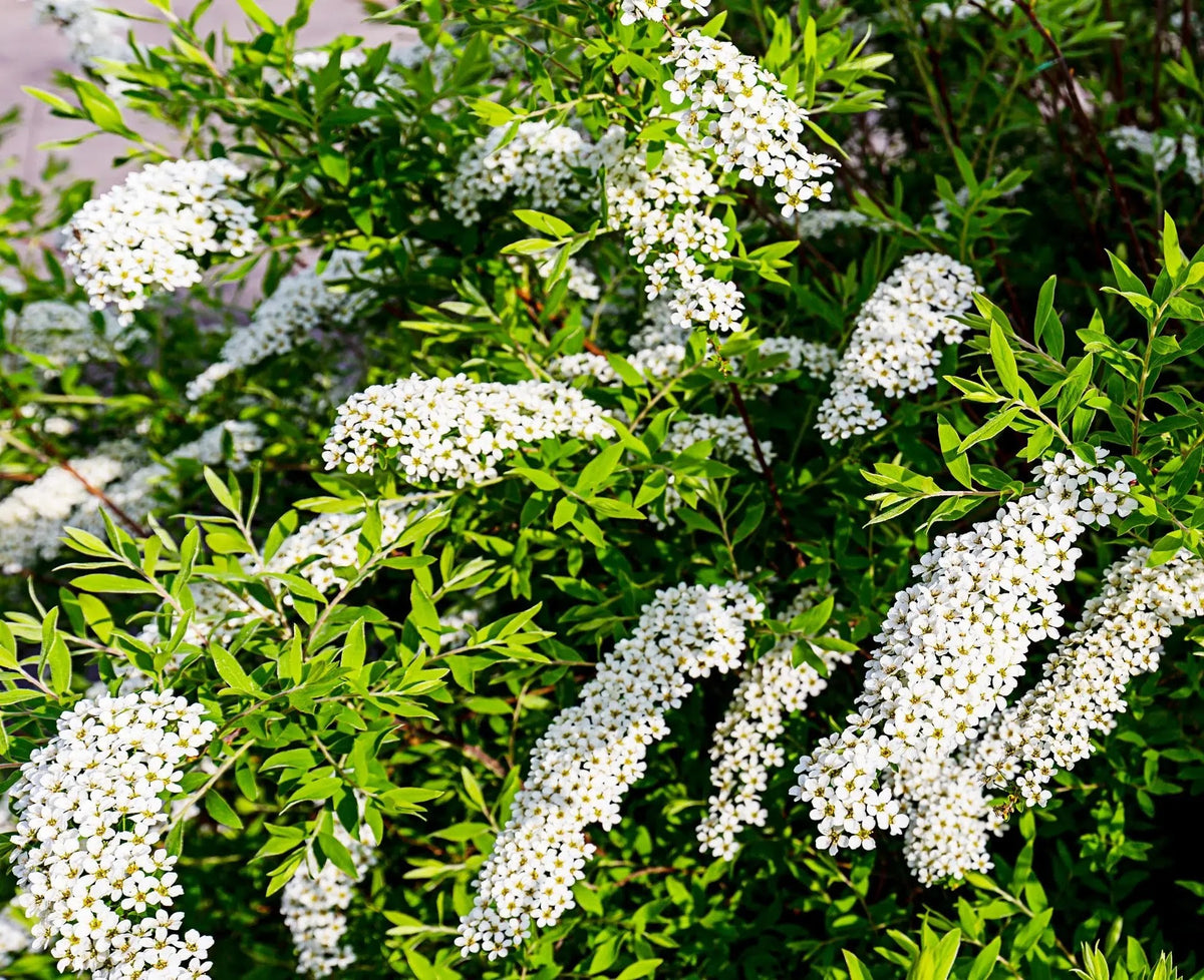 Spirea - Spiraea × cinerea 'Grefsheim'