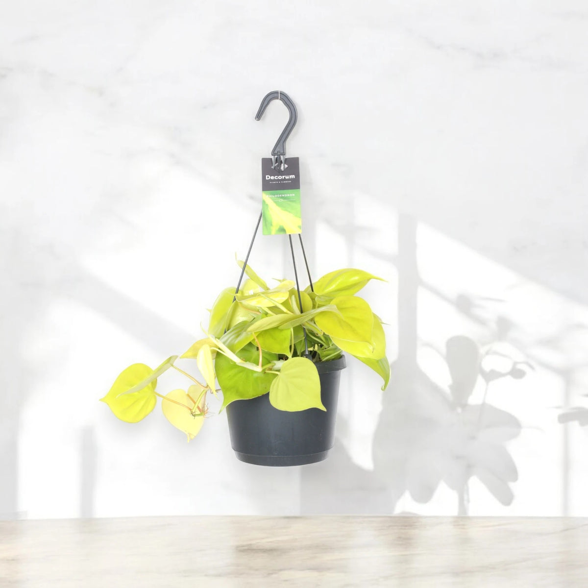 Philodendron scandens 'Lemon lime'