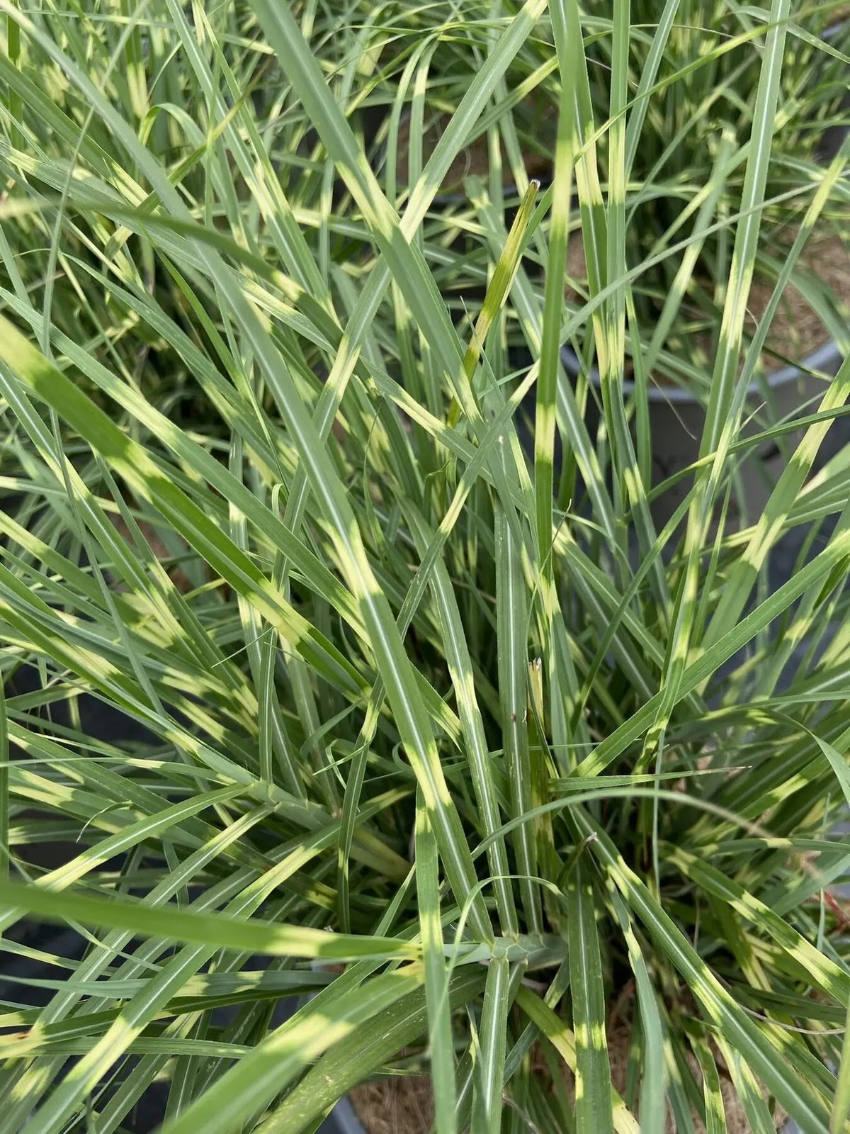 Dettaglio foglie rigate giallo crema di Miscanthus sinensis Strictus