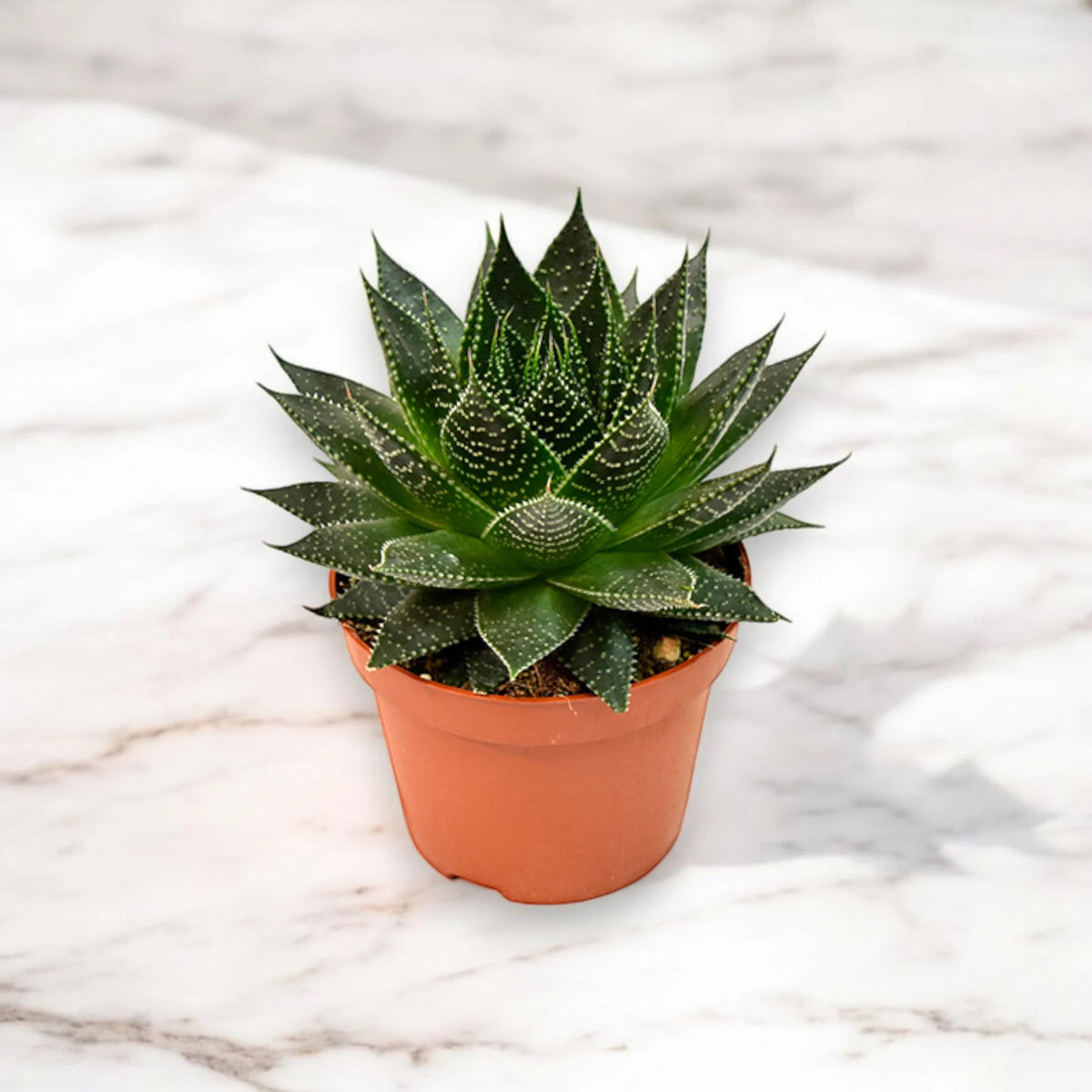 Aloe aristata 'Safari Ami'