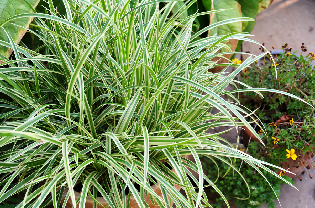 Carex morrowii Vanilla Ice in giardino con fogliame variegato crema e verde in cespo compatto