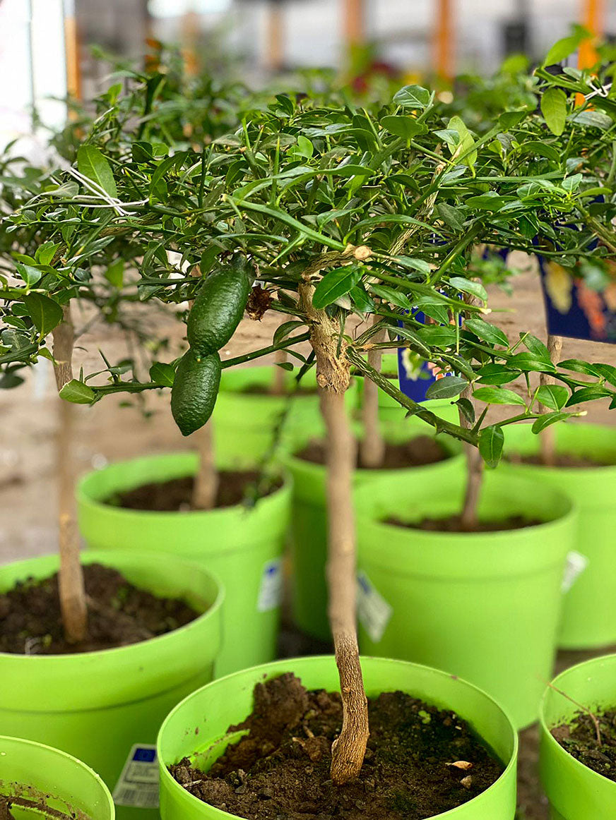 Pianta di finger lime verde coltivata in vaso con piccoli agrumi cilindrici maturi