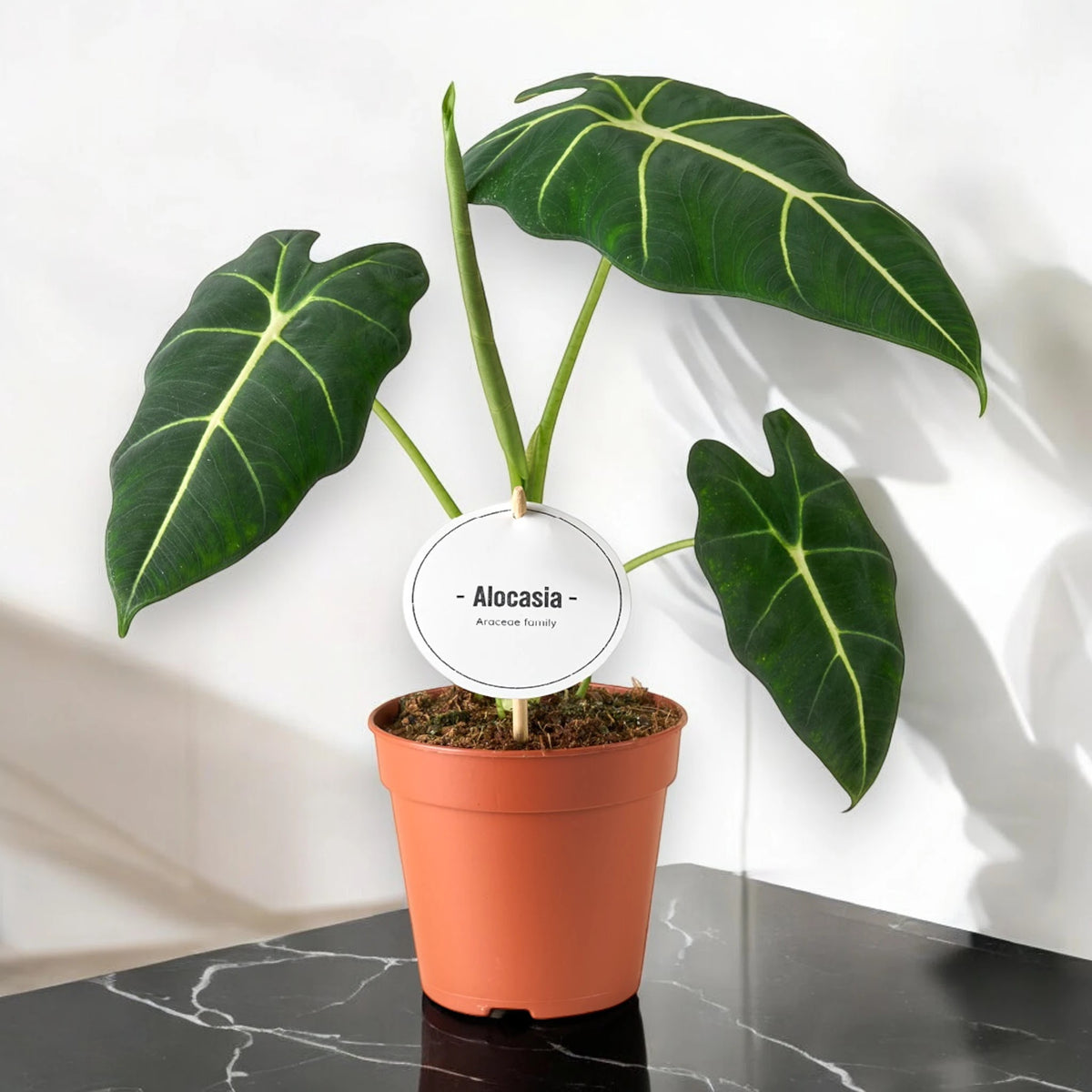 Alocasia 'Frydek' su marmo