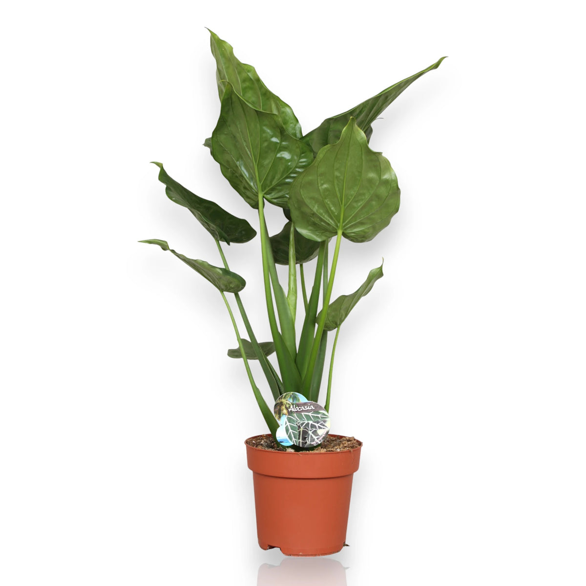 Alocasia cucullata