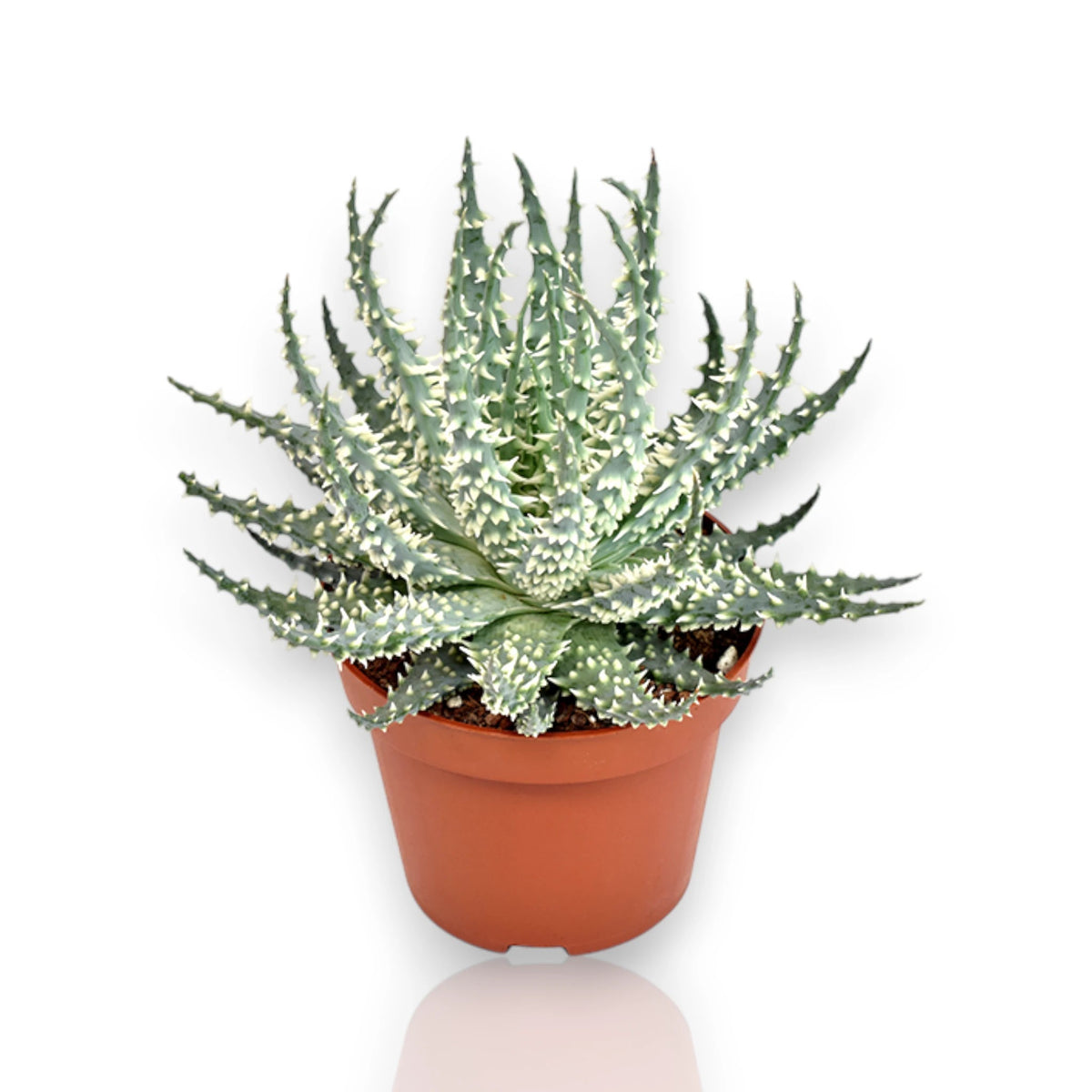 Aloe humilis con rosette compatte