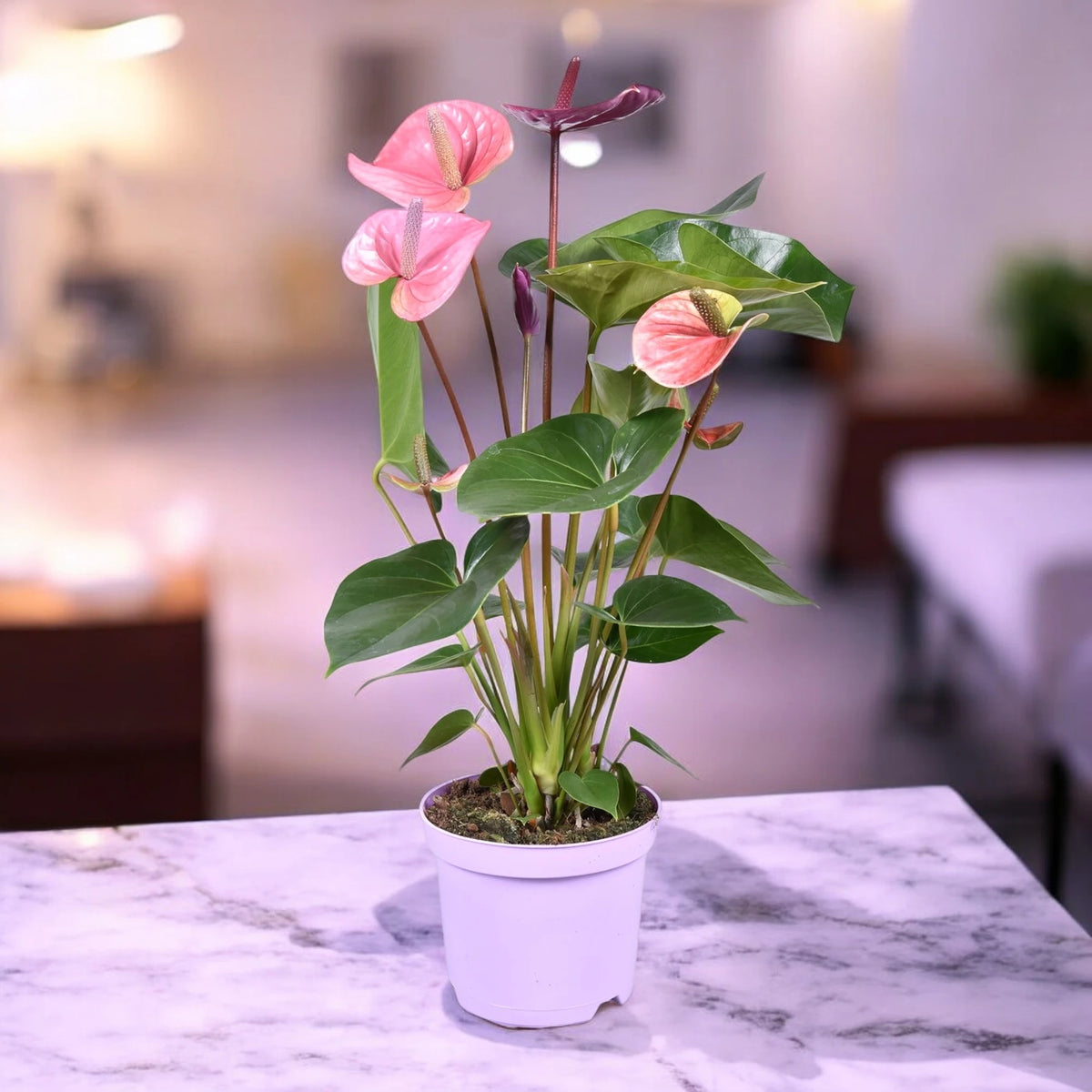 Anthurium Cavalli in ambiente luminoso