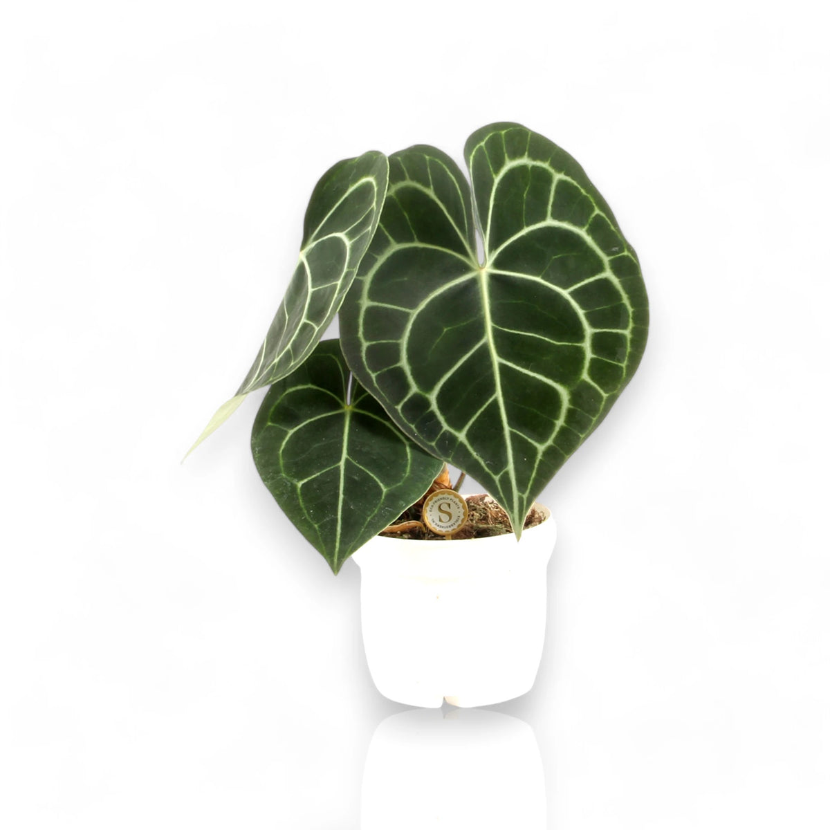 Anthurium clarinervium con foglie a cuore verde scuro e nervature bianche in vaso