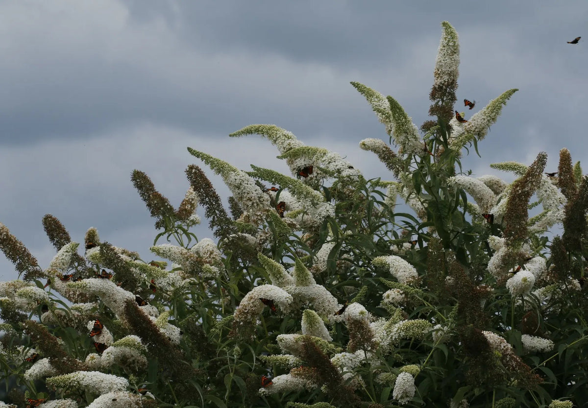 Buddleja davidii 'White Profusion' dettaglio delle spighe