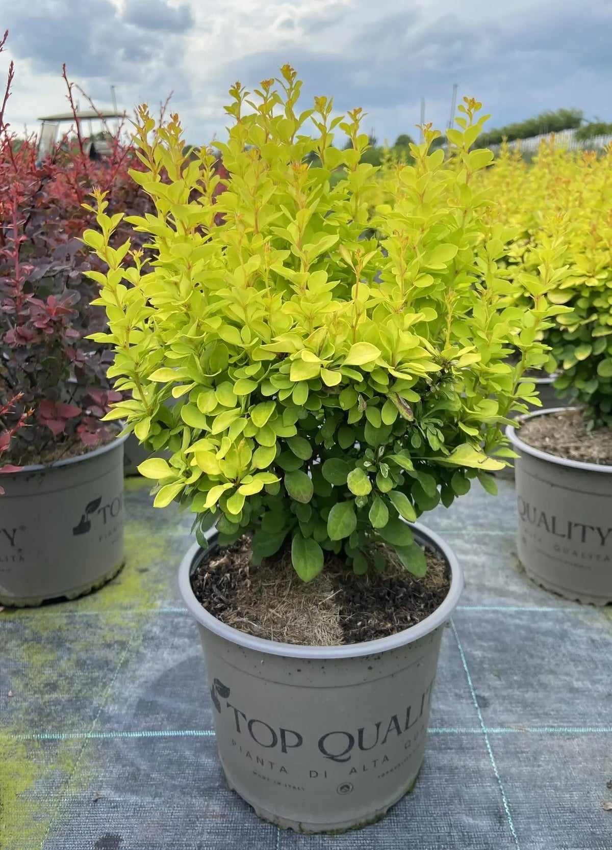 Berberis 'Thunbergii Maria' in vivaio