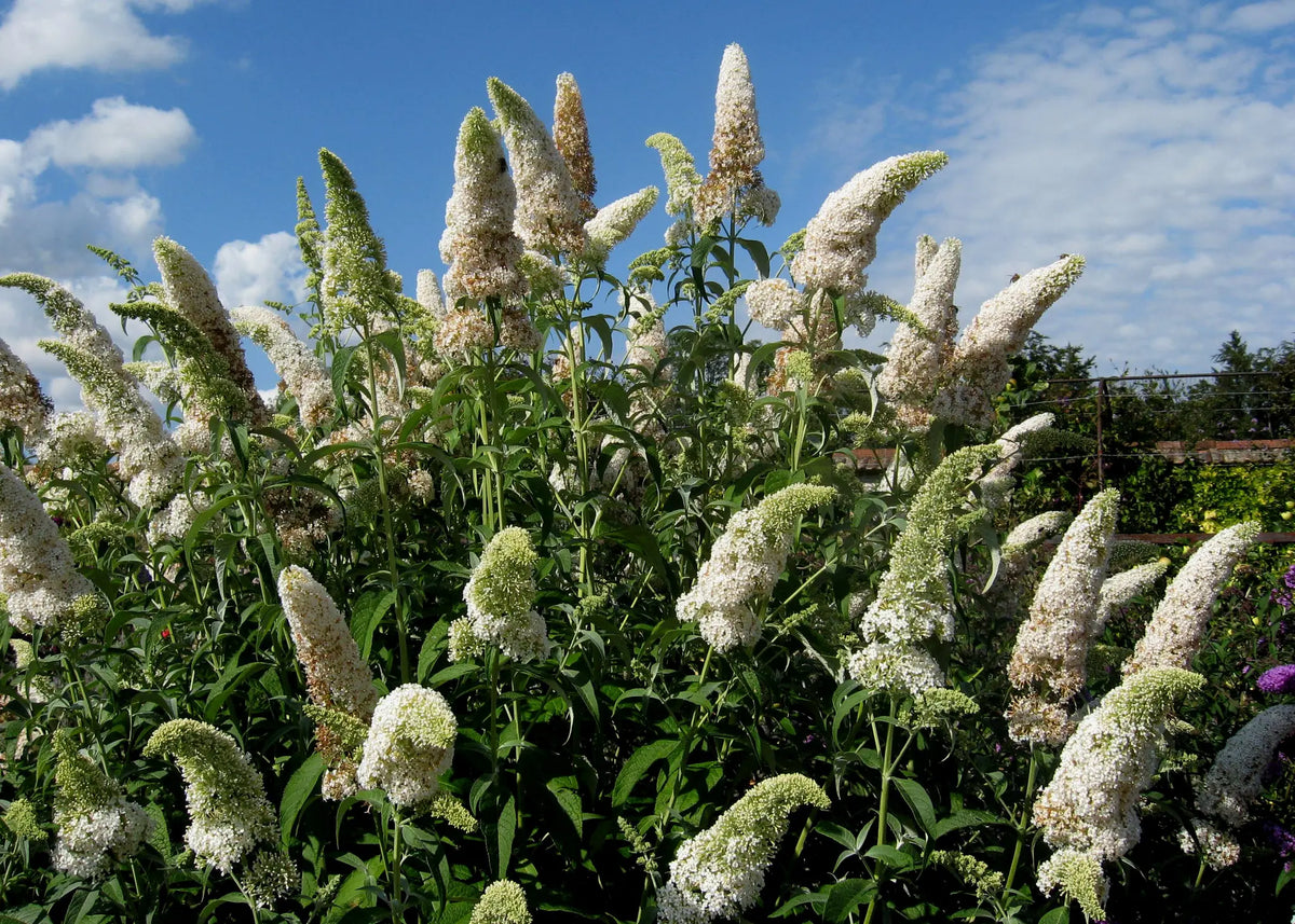 Buddleja davidii 'White Profusion' in giardino