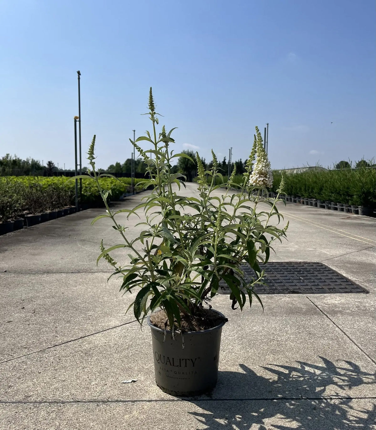 Buddleja davidii 'White Profusion' in vaso in vivaio