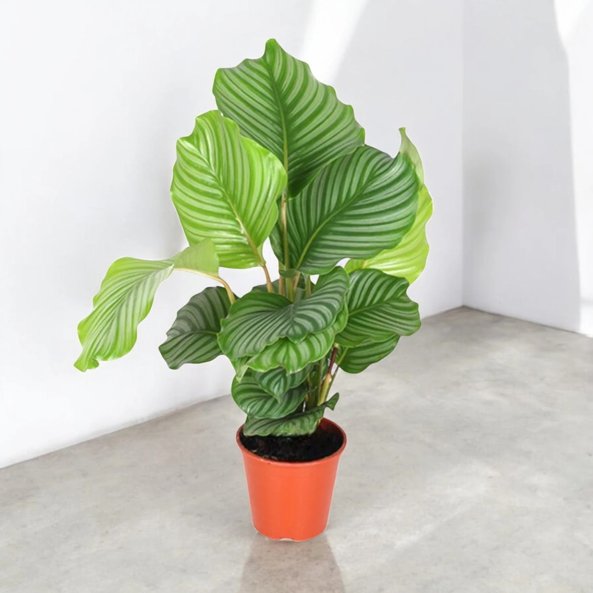 Calathea orbifolia con enormi foglie rotonde verde chiaro e striature argentate in vaso