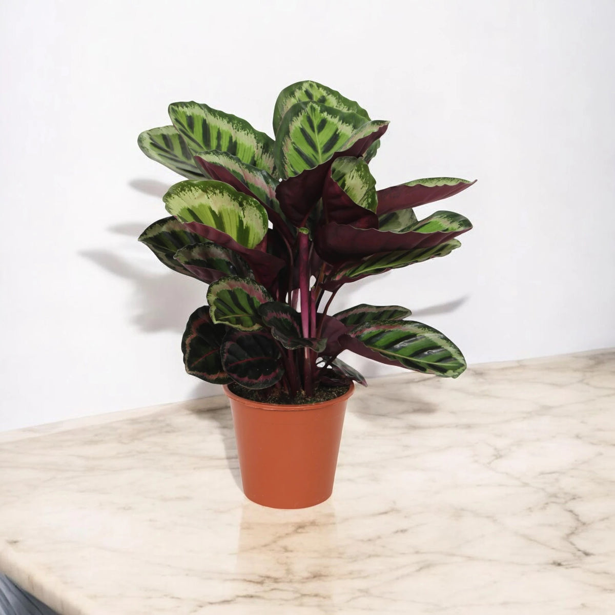 Calathea roseopicta 'Angela' in vaso appoggiata su un tavolo in un ambiente domestico luminoso.