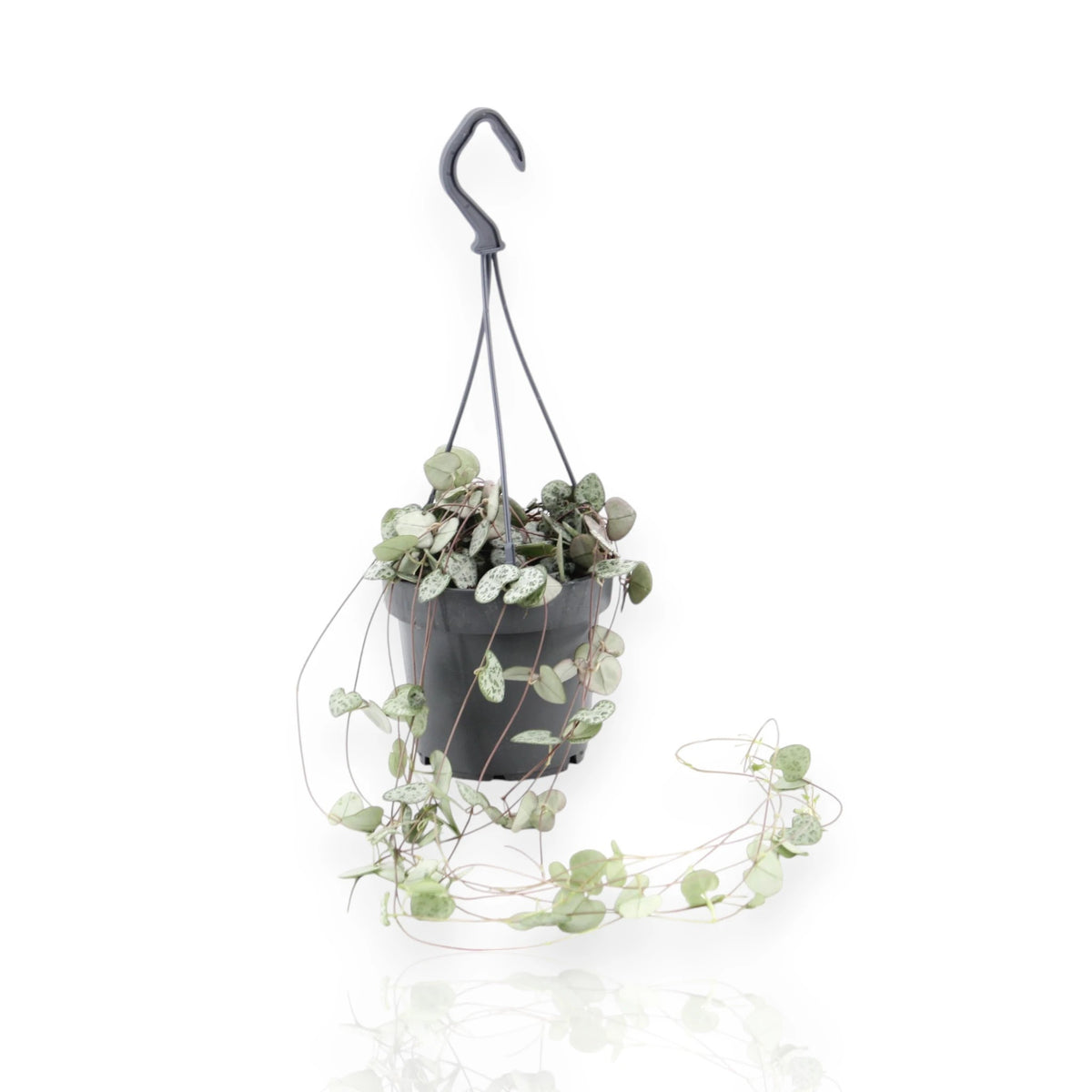 Ceropegia woodii sfondo bianco