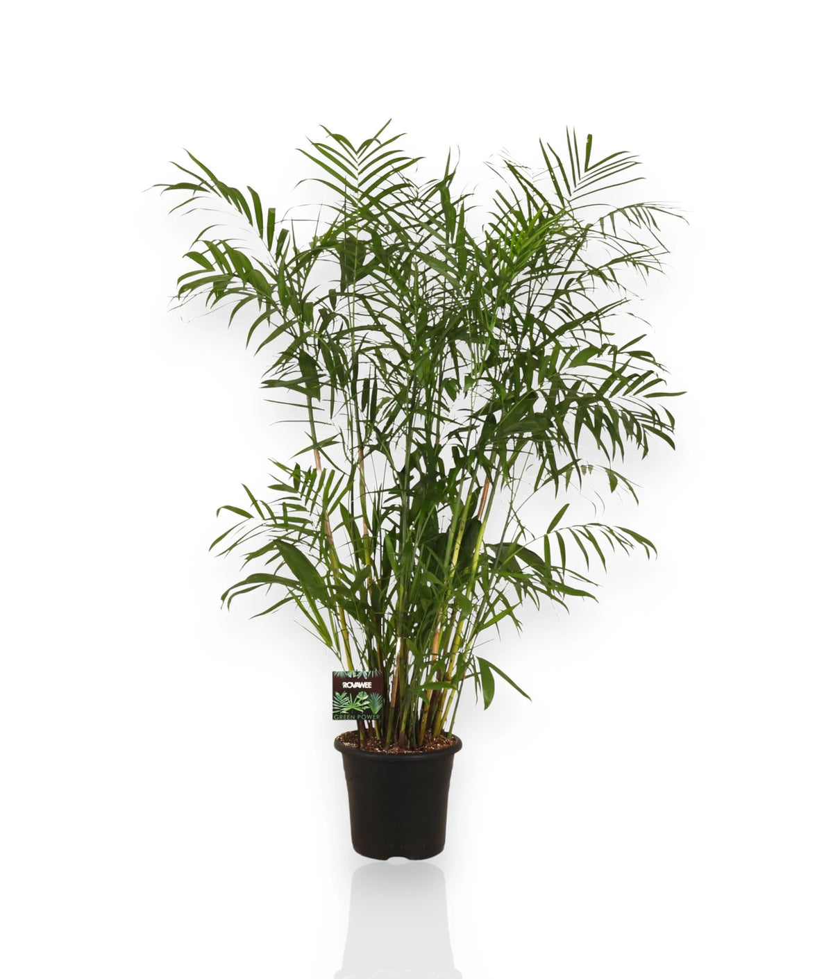 Chamaedorea seifrizii in vaso con fusti multipli e foglie pennate