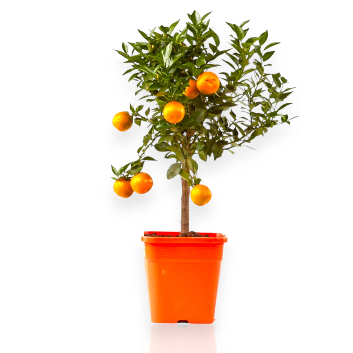 Chinotto Citrus myrtifolia pianta compatta con piccole foglie verdi lucide e frutti arancio