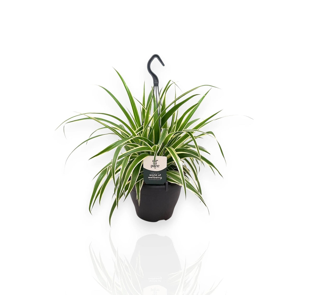 Chlorophytum comosum Vittatum in vaso