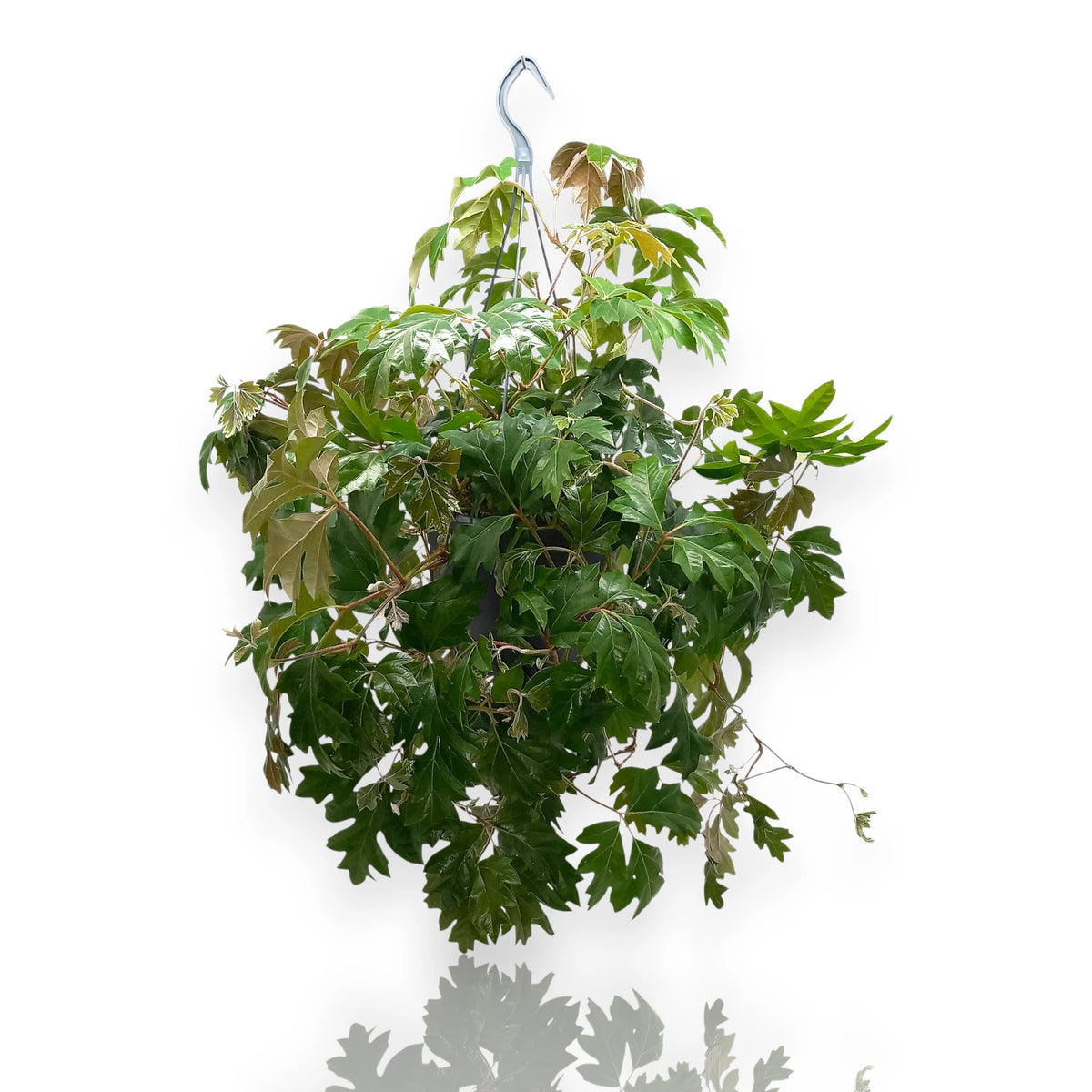 Cissus rhombifolia Ellen Danica