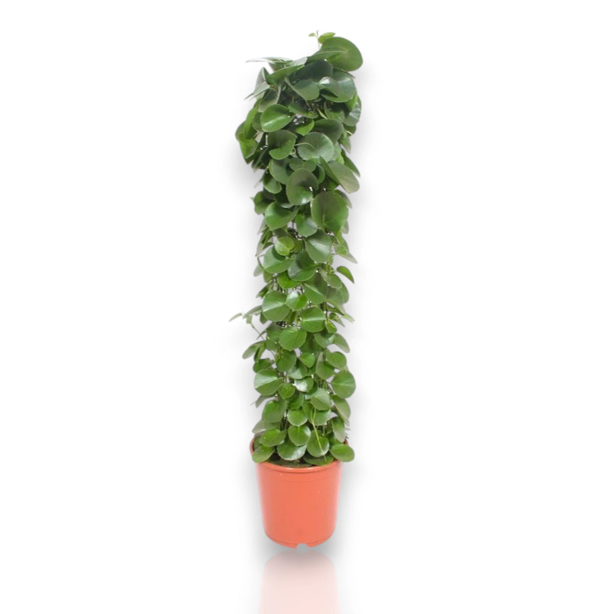Cissus rotundifolia pianta rampicante succulenta con foglie rotonde carnose in vaso