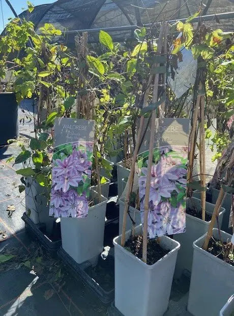 Piante di Clematis Nelly Moser in vaso