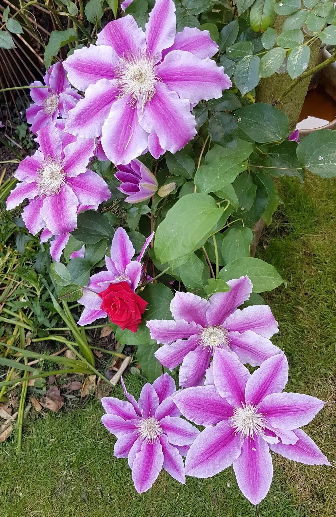 Fiori rosa di Clematis Nelly Moser