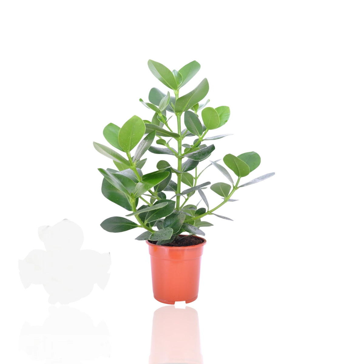 Clusia rosea Princess in vaso, pianta succulenta da interno con foglie carnose ovali lucide