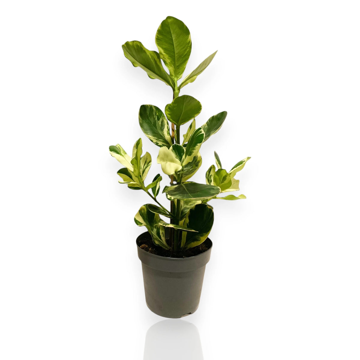 Clusia rosea 'White Star'