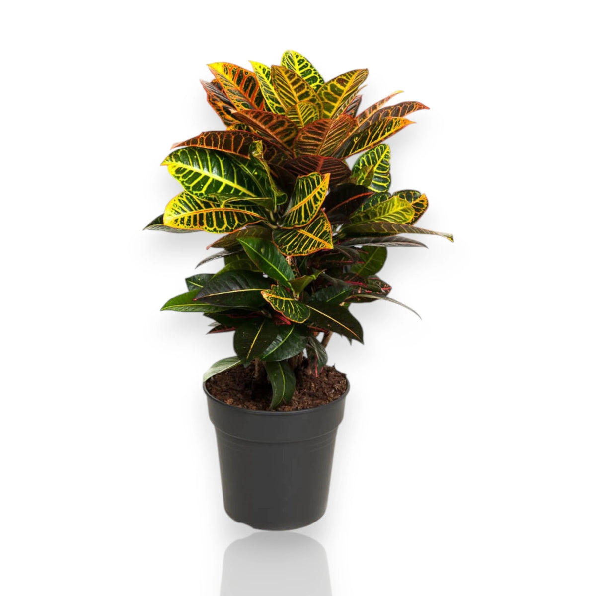 Pianta di Croton Petra in vaso nero su sfondo bianco con foglie venate gialle e rosse.