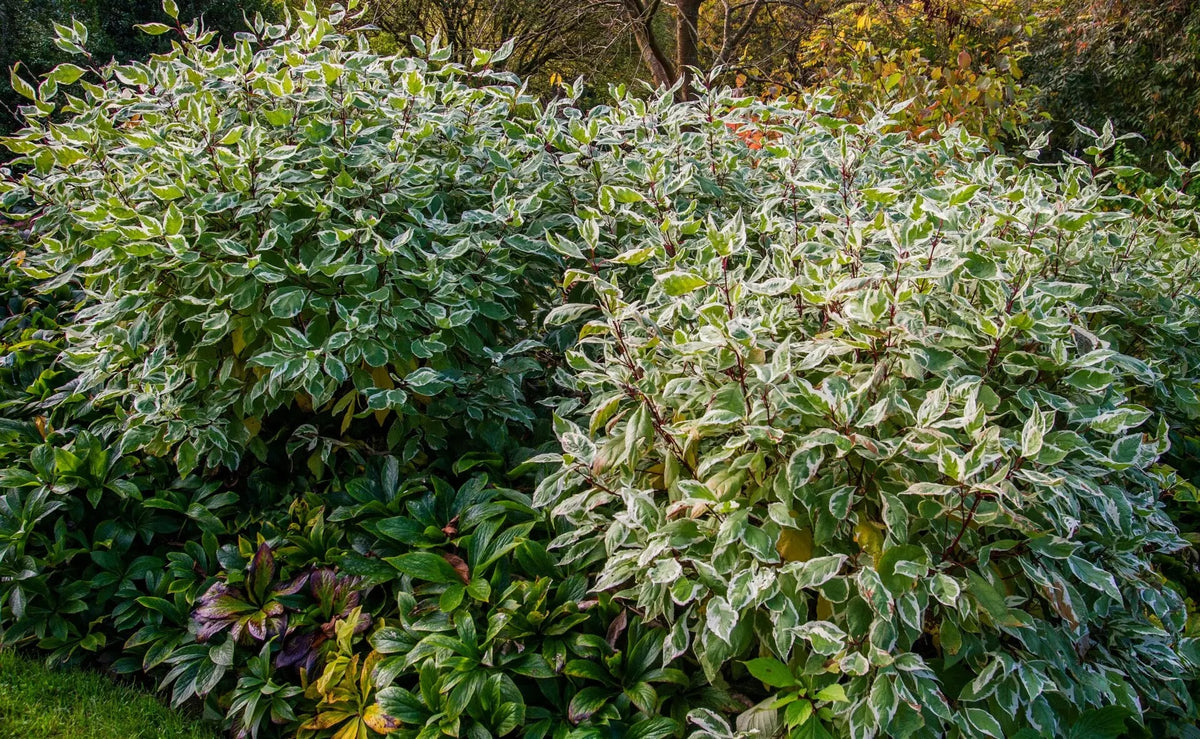 Corniolo - Cornus alba 'Ivory Halo' in giardino