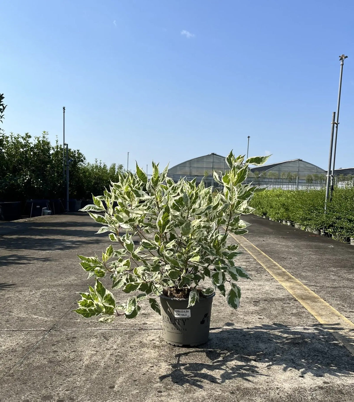 Corniolo - Cornus alba 'Ivory Halo' in vaso in vivaio