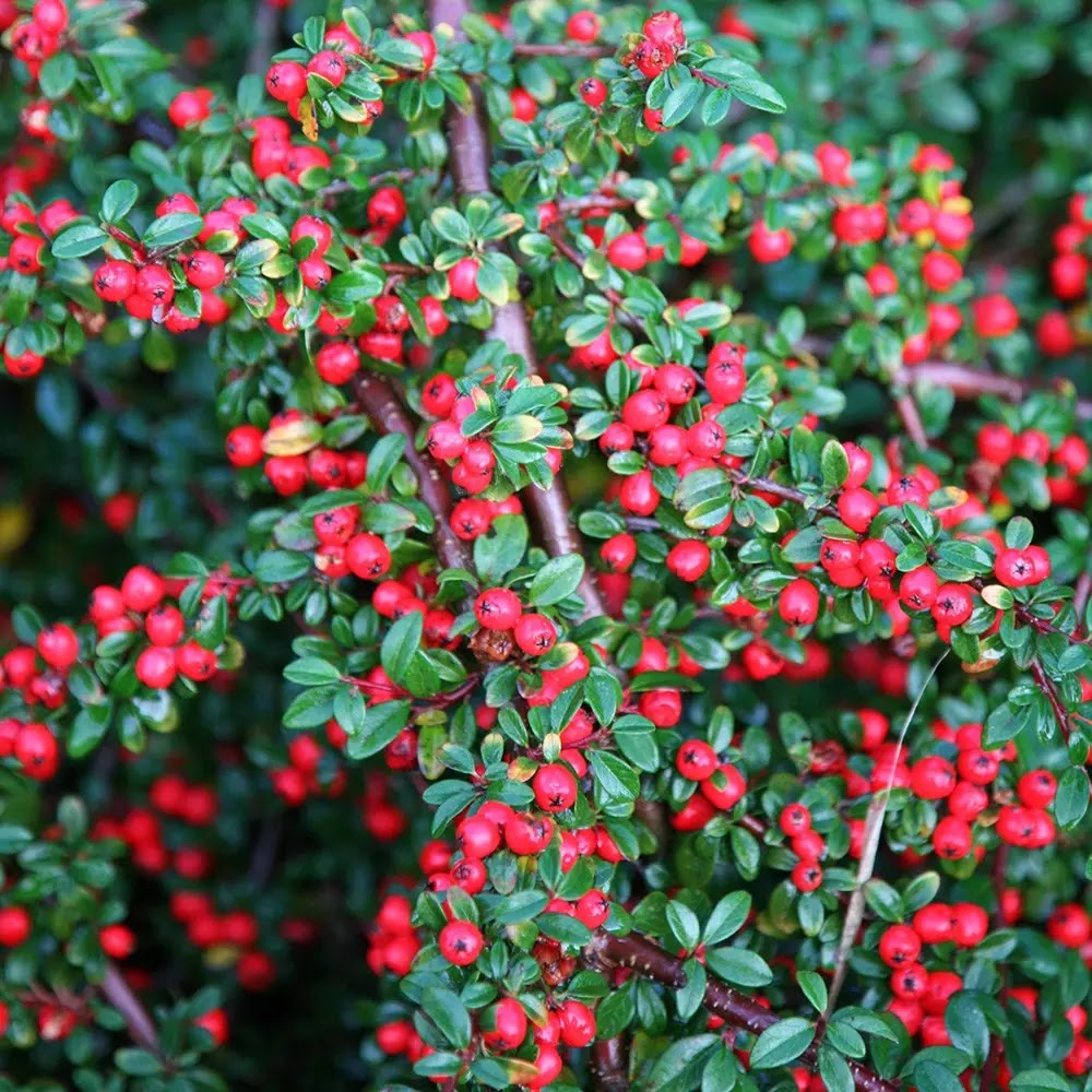 Cotoneaster franchetii dettaglio dei frutti rossi