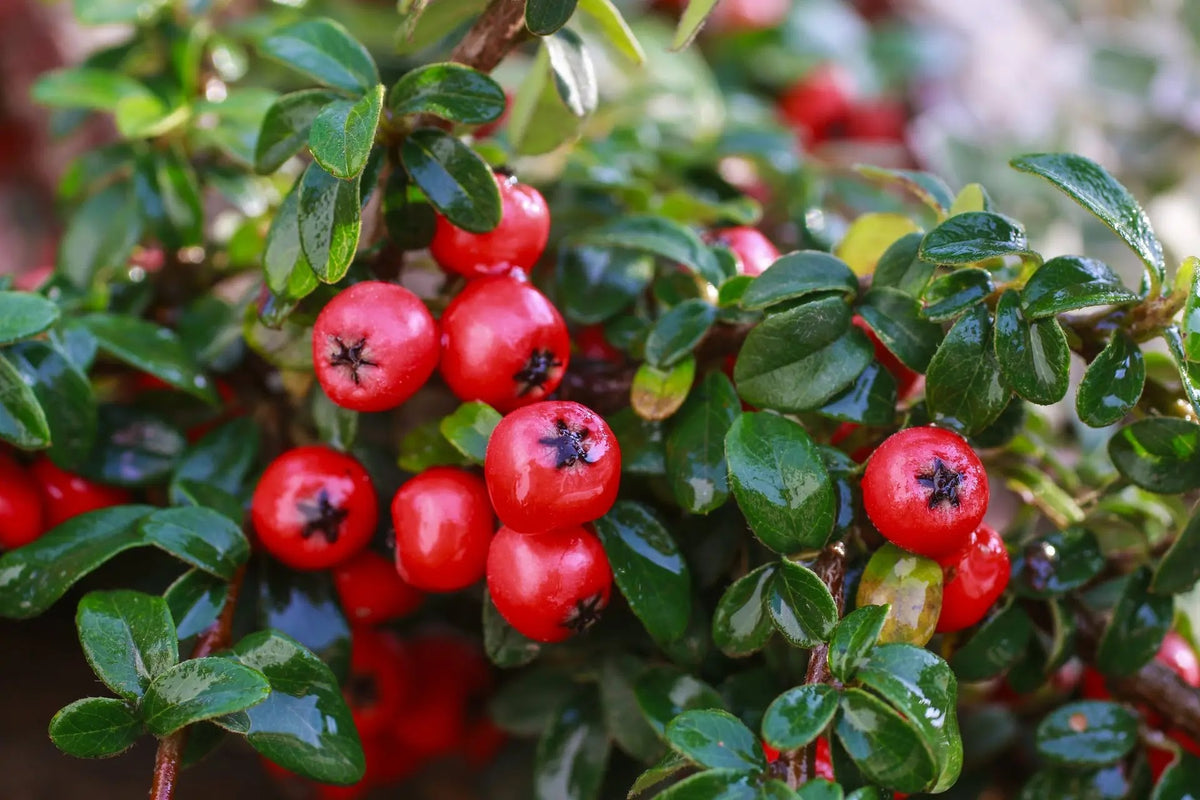 Cotoneaster horizontalis arbusto con frutti