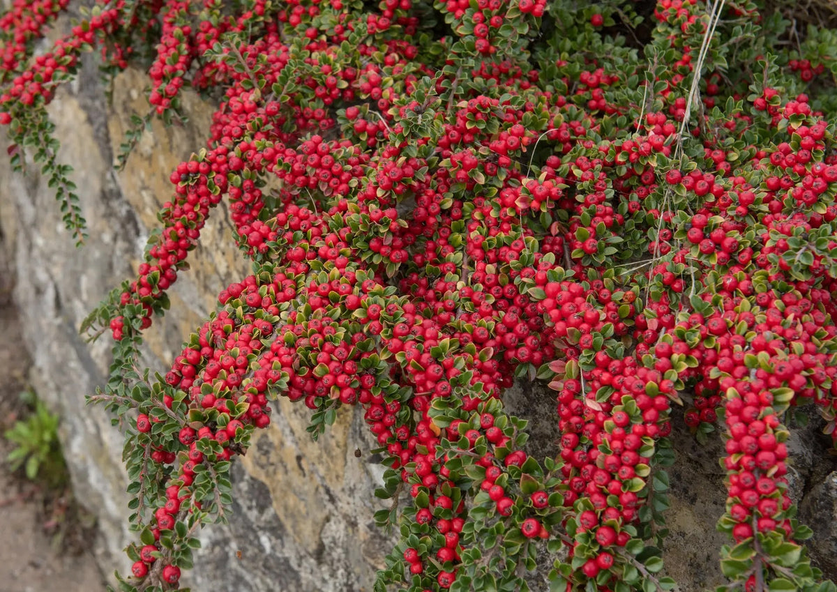 Cotoneaster horizontalis con frutti rossi