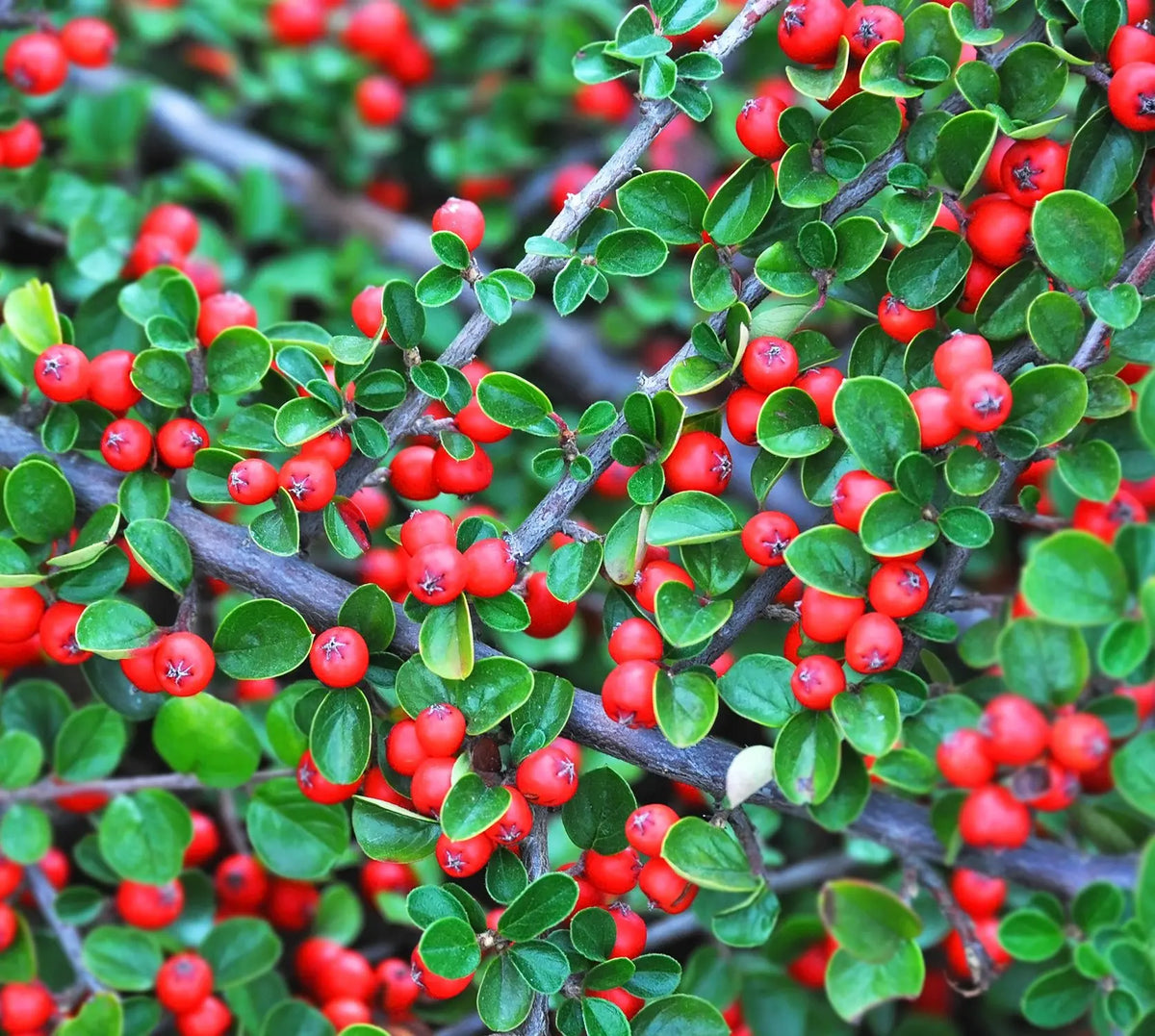 Cotoneaster microphyllus Queen of Carpets - dettaglio