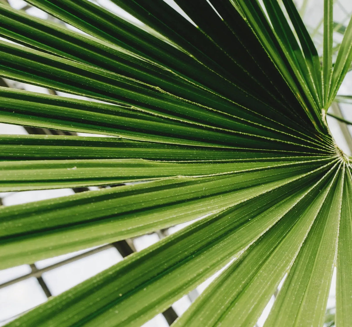 Primo piano delle foglie a ventaglio della Trachycarpus fortunei con nervature verdi ben evidenti.