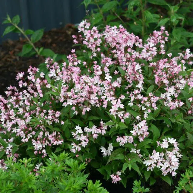 Deutzia Yuki Cherry Blossom arbusto compatto con fiori rosa in giardino