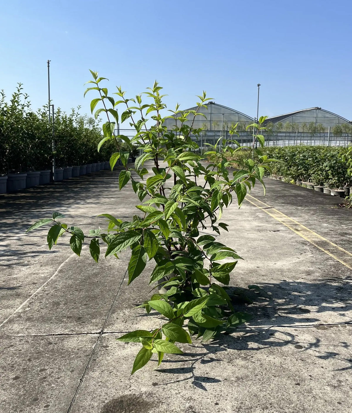 Deutzia × hybrida 'Strawberry Field' in vivaio