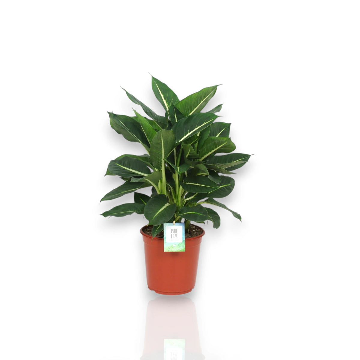 Dieffenbachia Green Magic in vaso