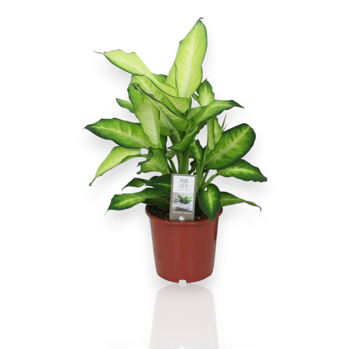 Dieffenbachia Summer Style con foglie variegate crema e verde