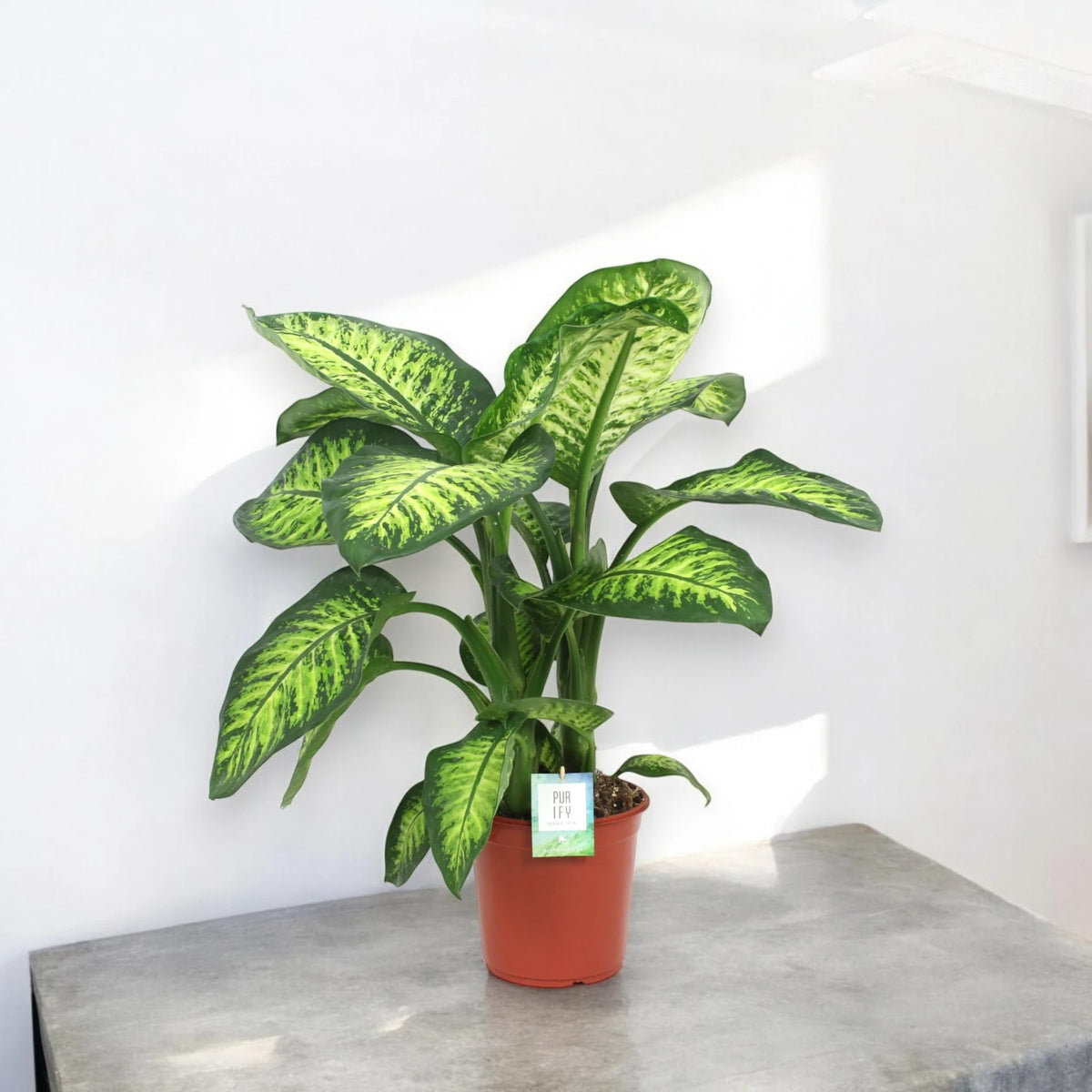 Dieffenbachia seguine 'Lemon tropic'